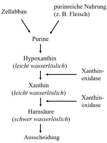Purinabbau: Purine → Hypoxanthin → Xanthin → Harnsäure → Ausscheidung